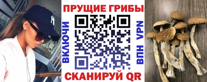 закладки  Гатчина  Галлюциногенные грибы ЛСД 
